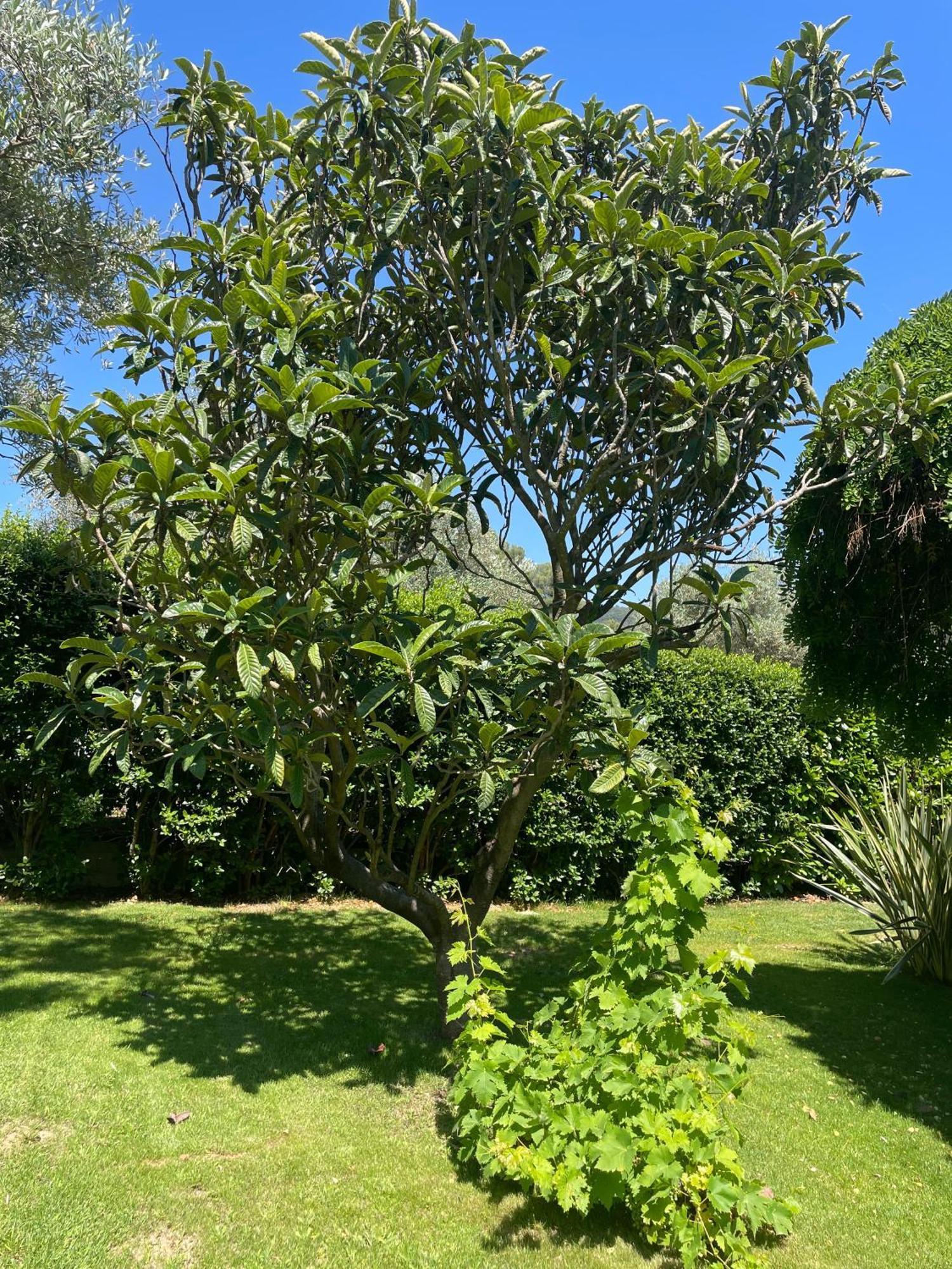 Le Clos Serein Le Beausset Exterior foto